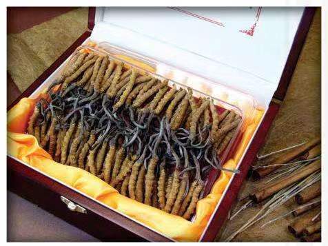 牟定冬虫夏草回收